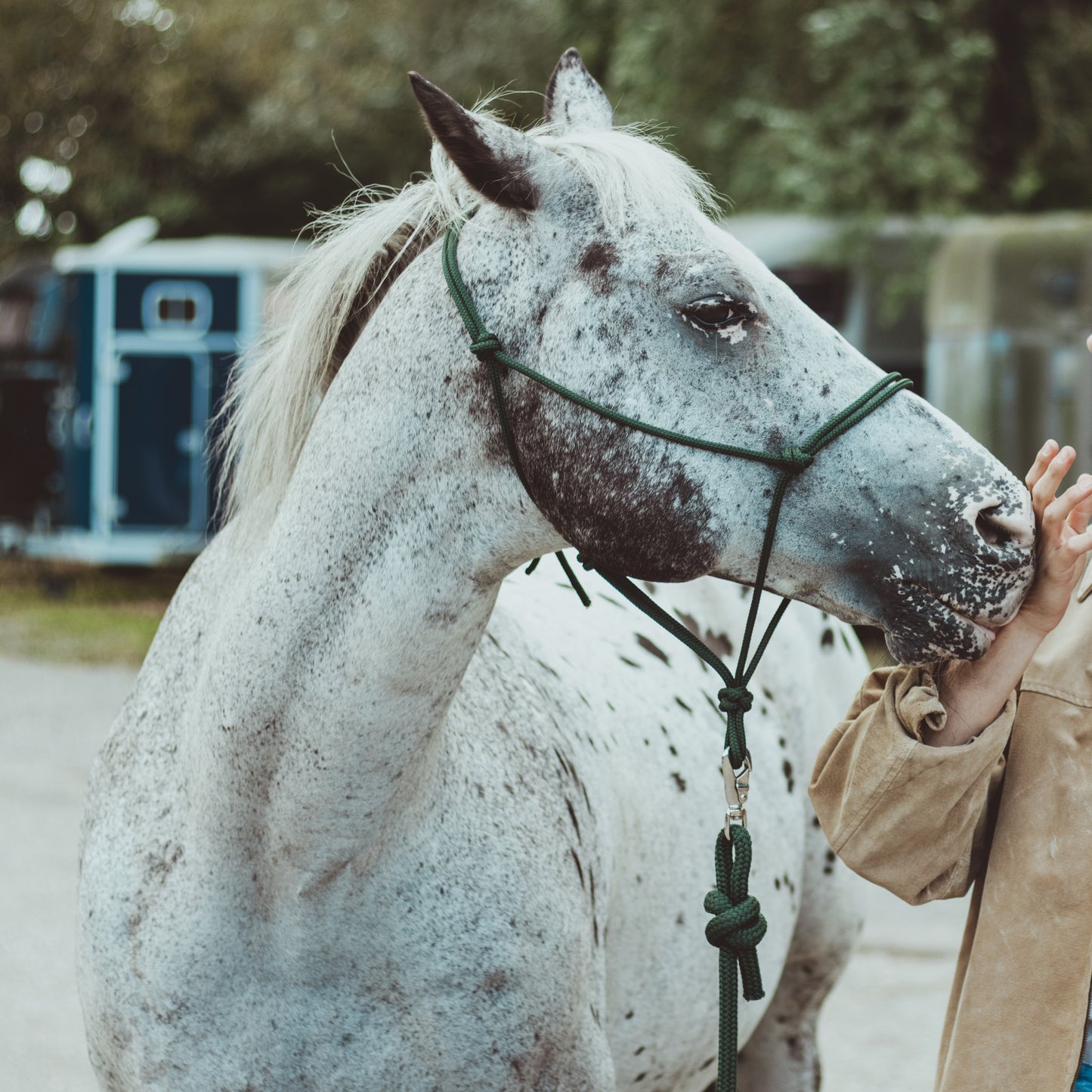 Rope Halter PPM with 4M Lead Rope for Natural Horsemanship