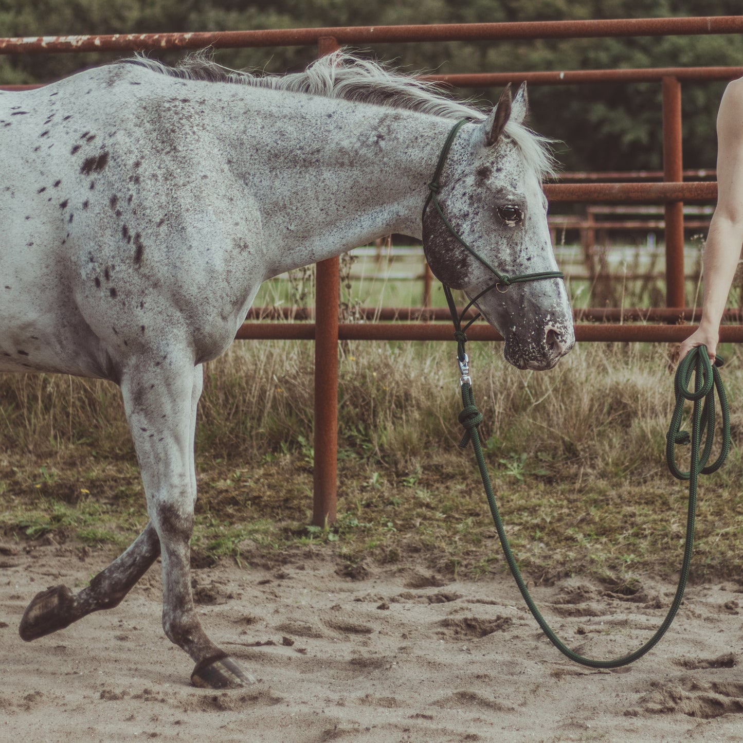Rope Halter PPM with 4M Lead Rope for Natural Horsemanship