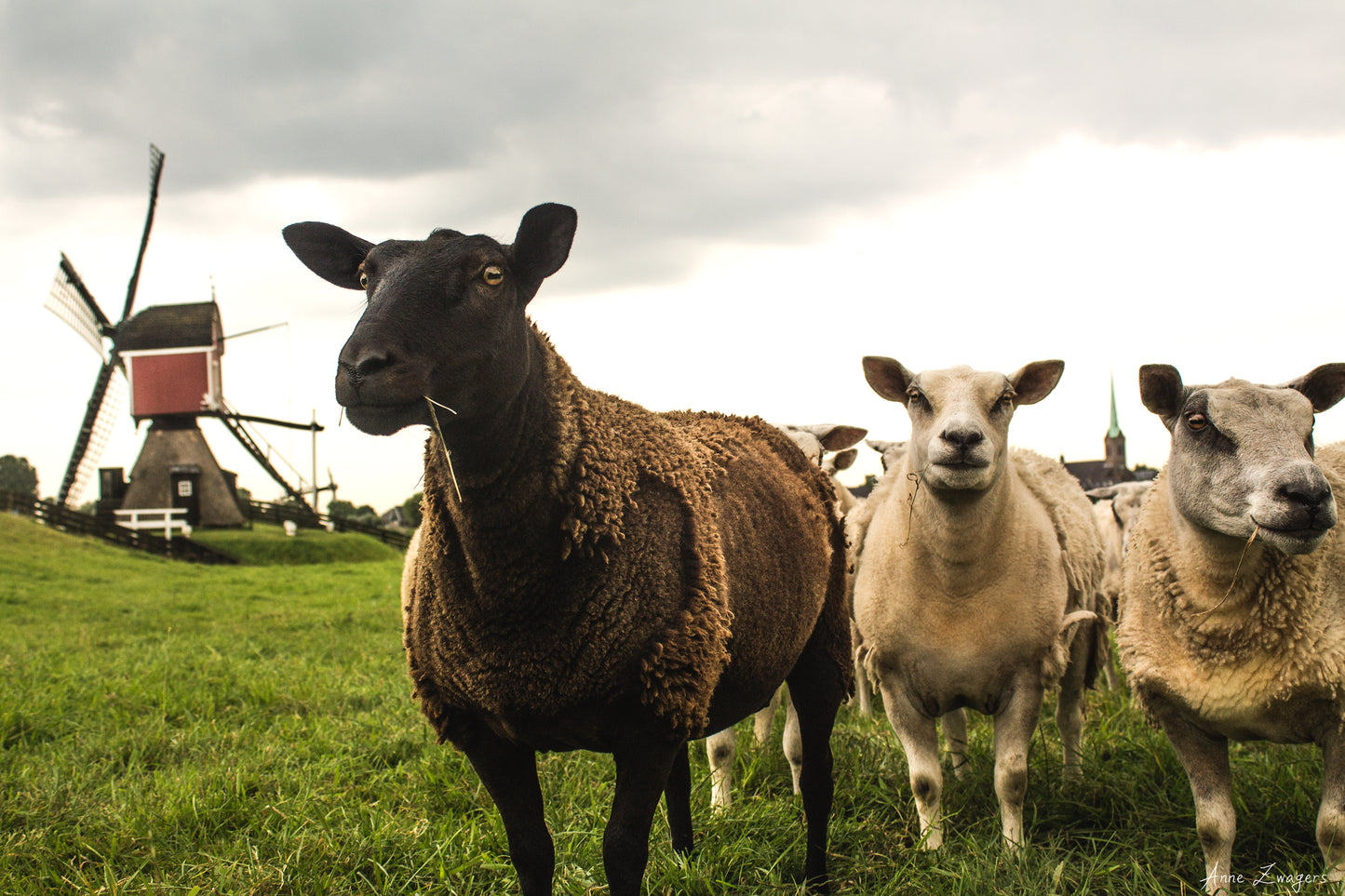 Stock Photo Package Sheep Hoogmade