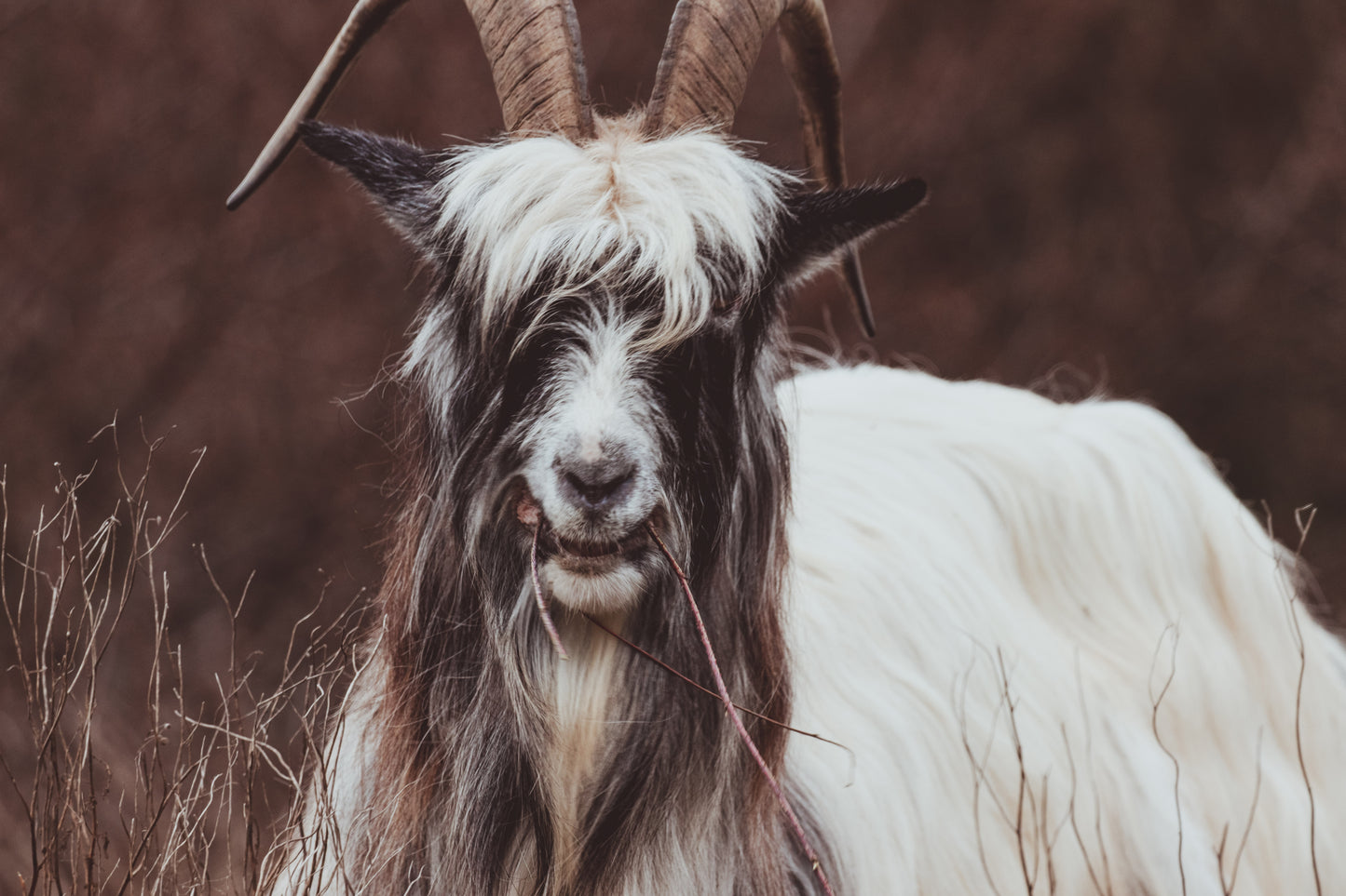 Stock Photo Package Dutch Landrace Goat