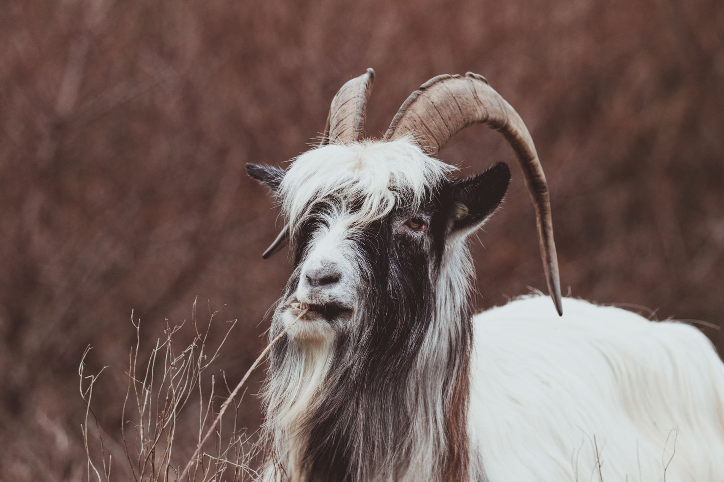 Stock Photo Package Dutch Landrace Goat