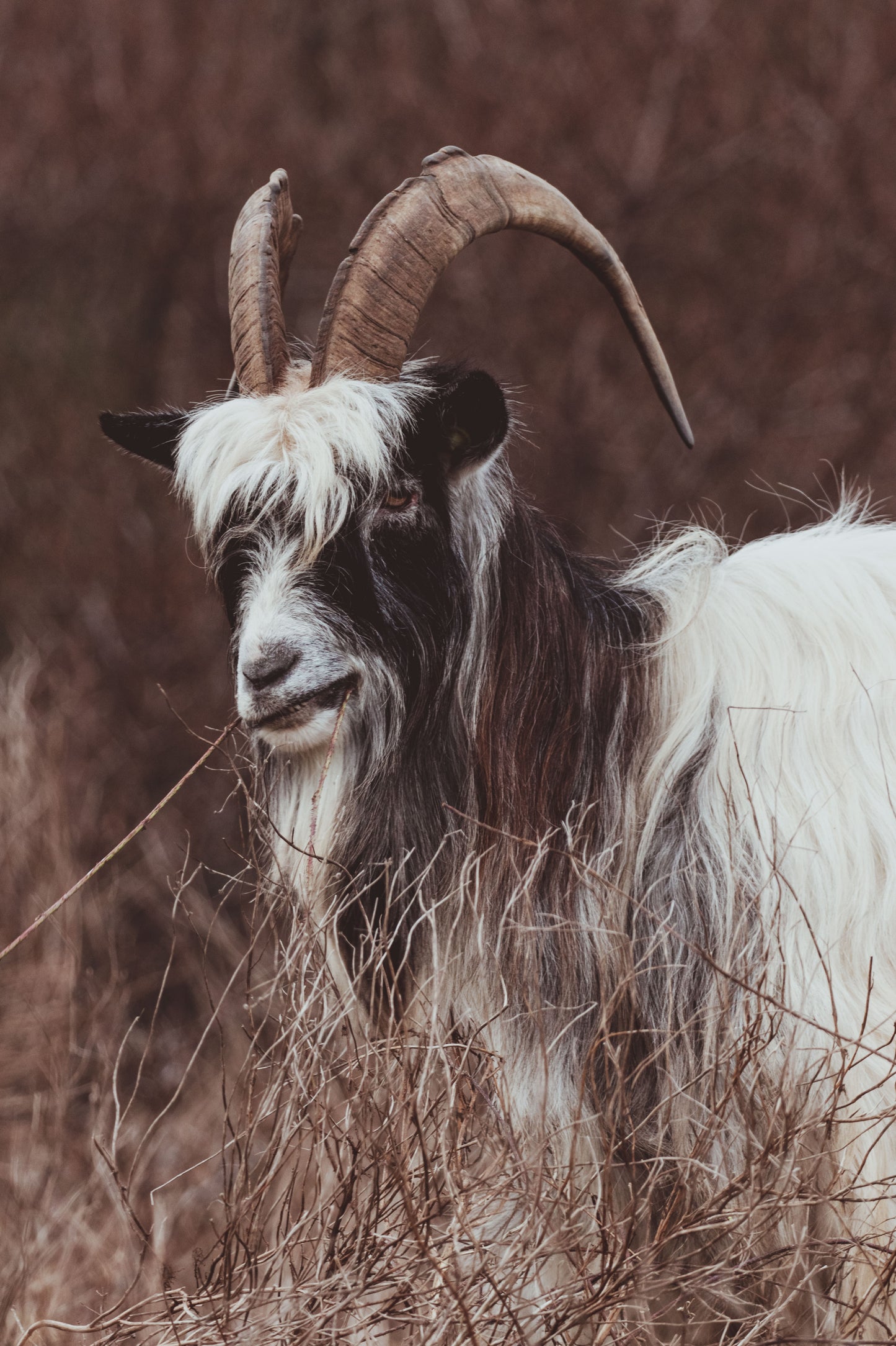 Stock Photo Package Dutch Landrace Goat