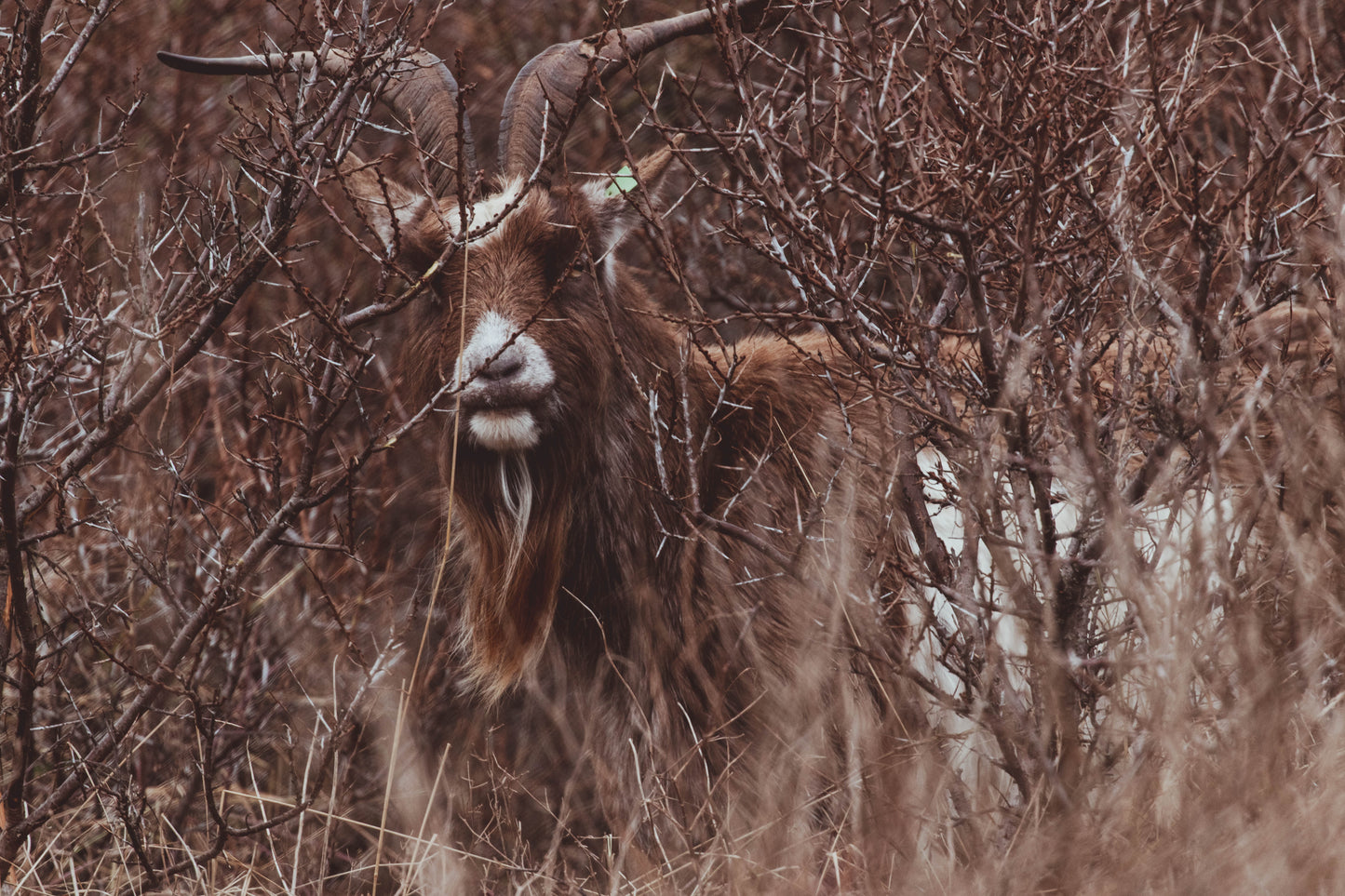 Stock Photo Package Dutch Landrace Goat