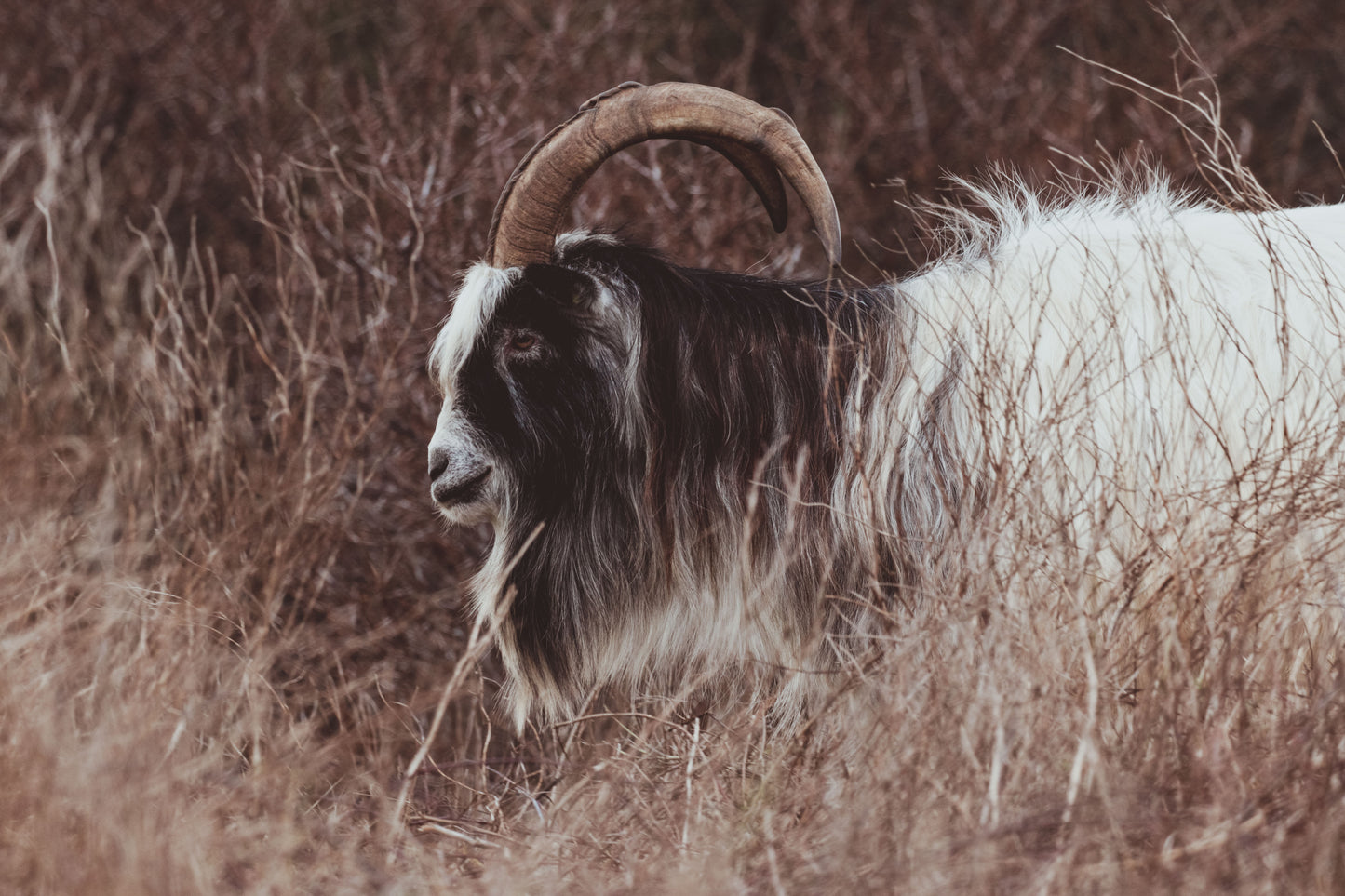 Stock Photo Package Dutch Landrace Goat