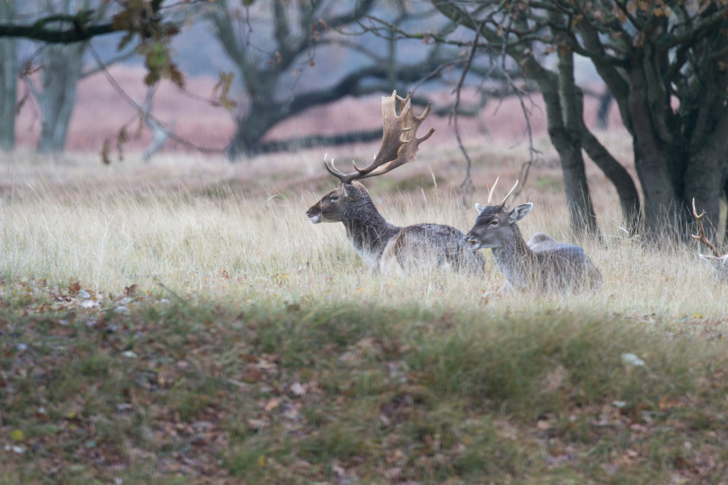 Stock Photo Package Fallow Deers in the Dunes