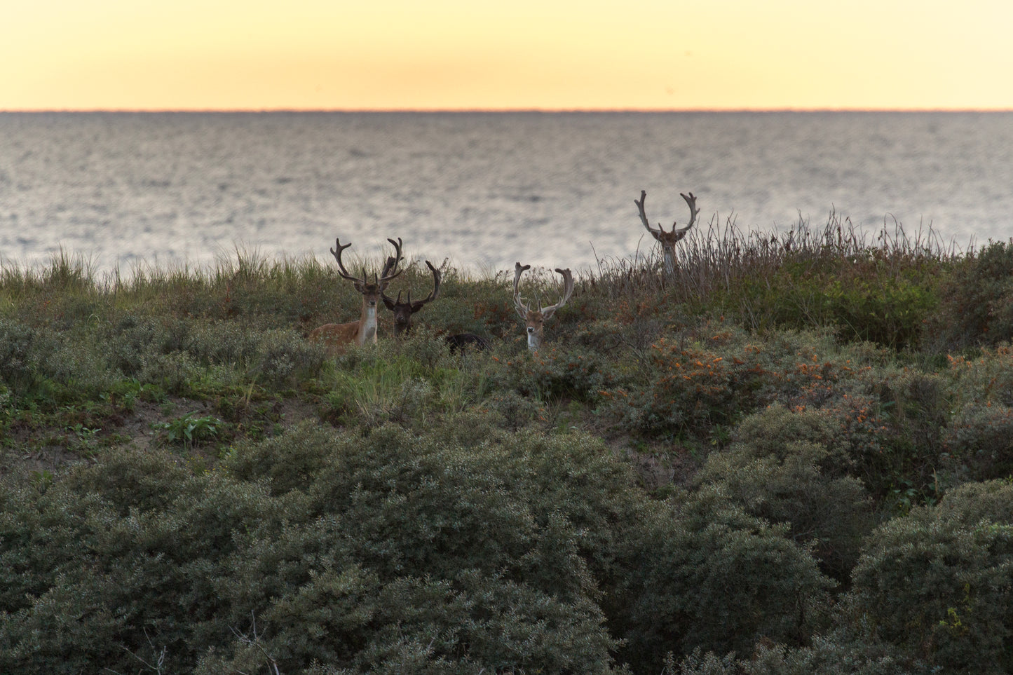 Stock Photo Package Fallow Deers in the Dunes