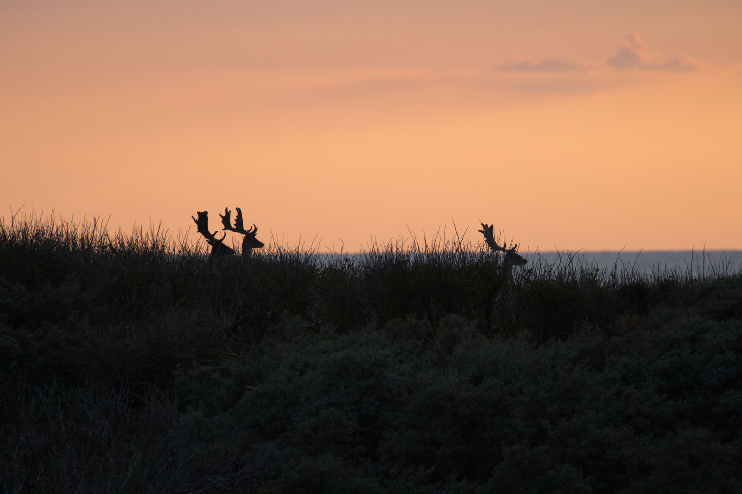Stock Photo Package Fallow Deers in the Dunes