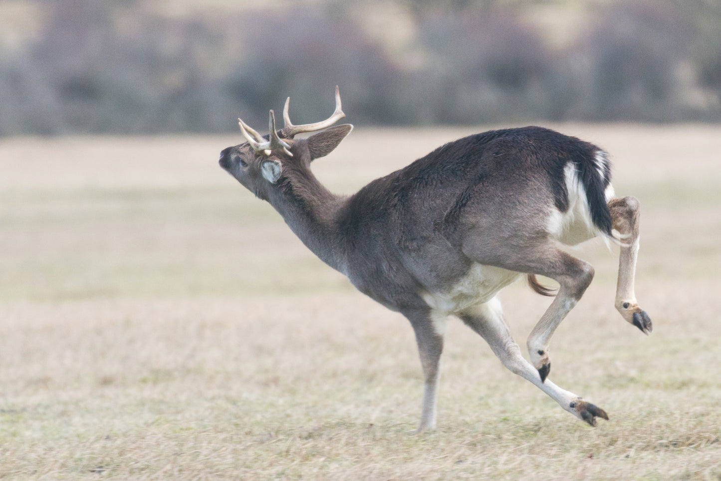 Stock Photo Package Fallow Deers in the Dunes