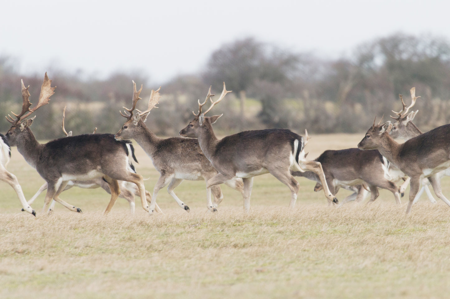 Stock Photo Package Fallow Deers in the Dunes