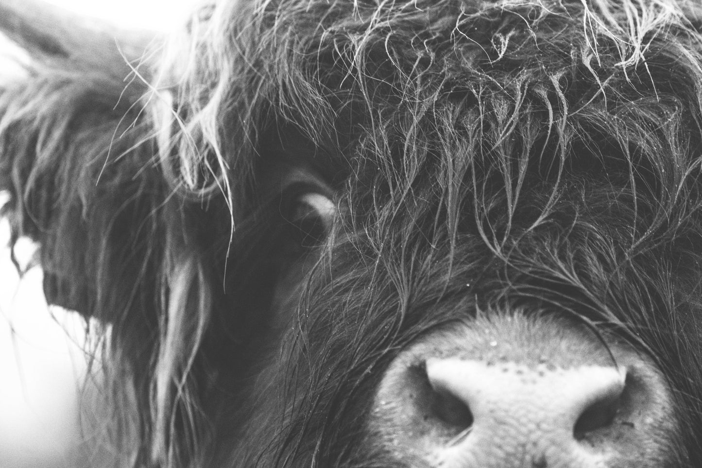 Stock Photo Package Highland Cows in the Dunes