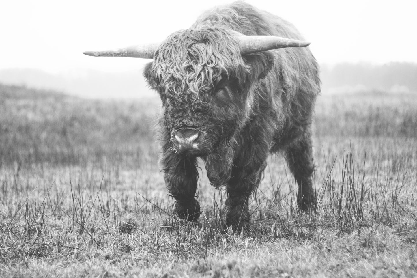 Stock Photo Package Highland Cows in the Dunes