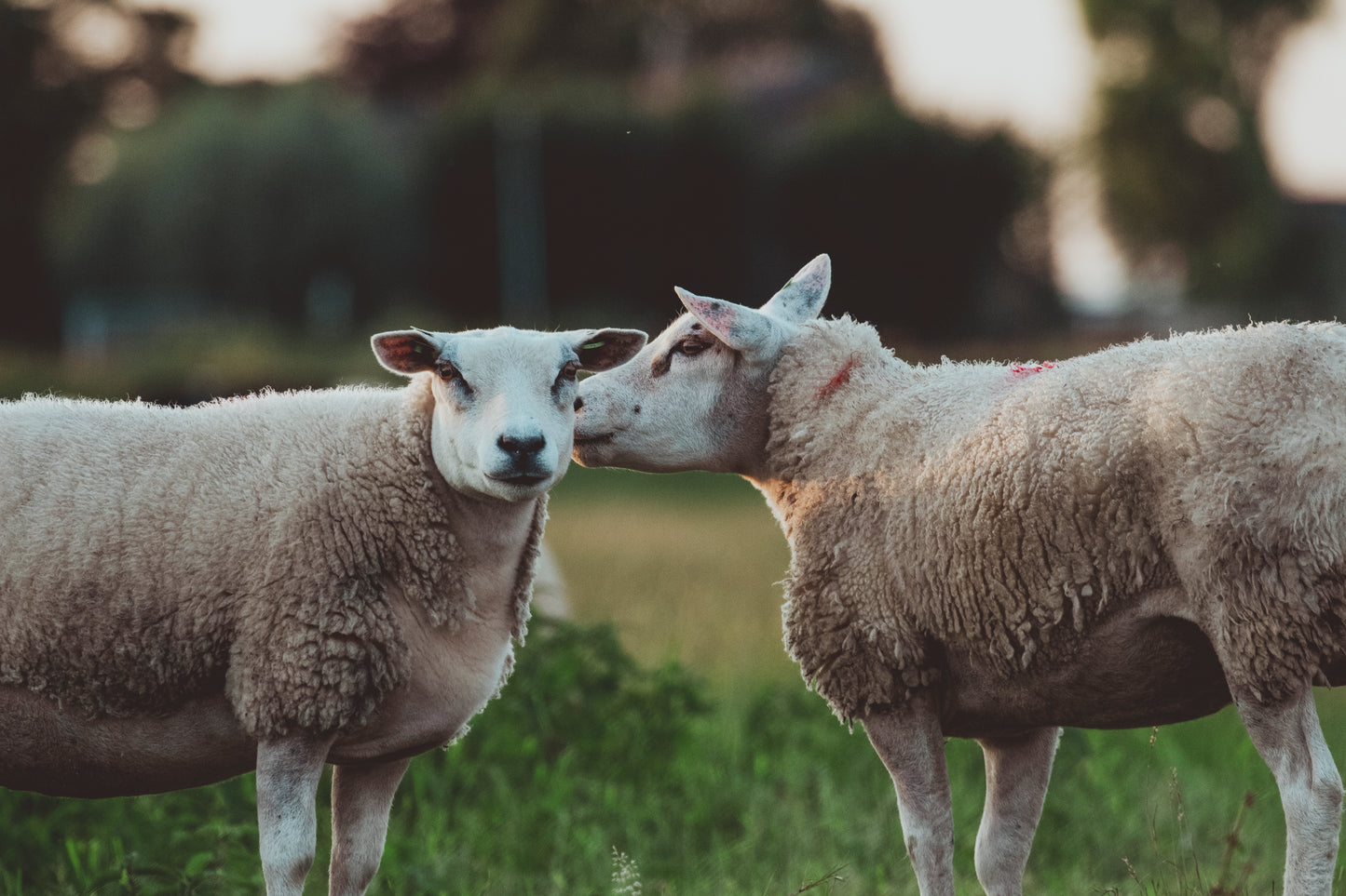 Stock Photo Package Sheep Hoogmade