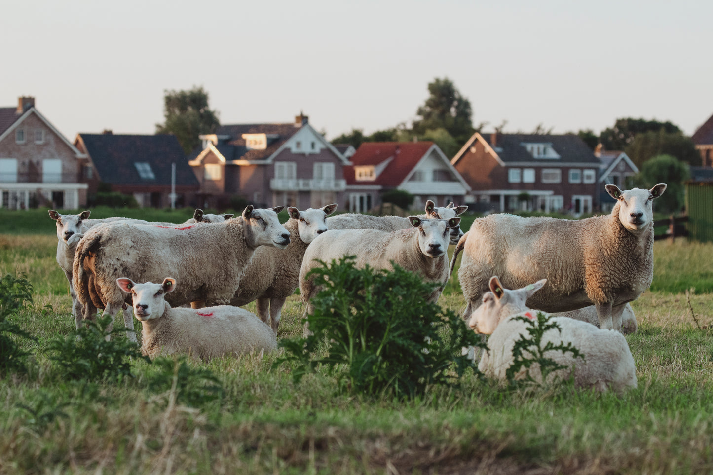 Stock Photo Package Sheep Hoogmade