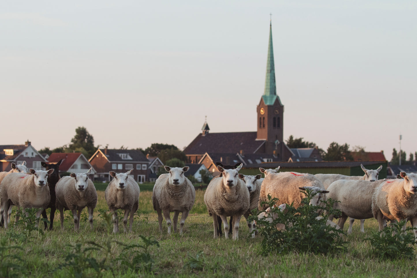 Stock Photo Package Sheep Hoogmade