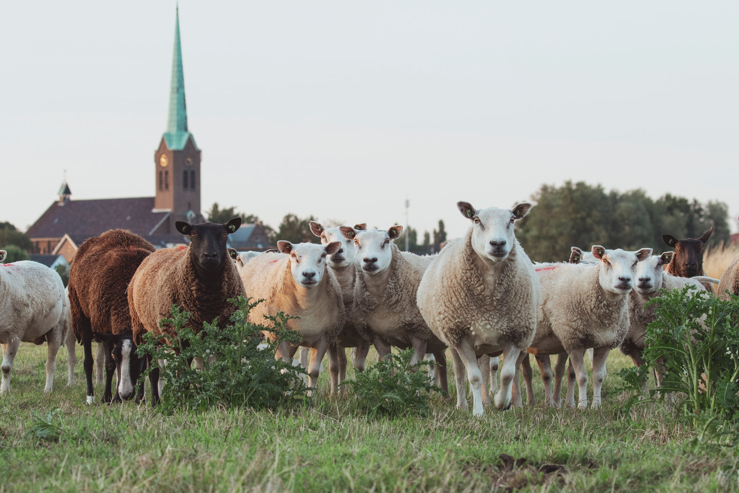 Stock Photo Package Sheep Hoogmade