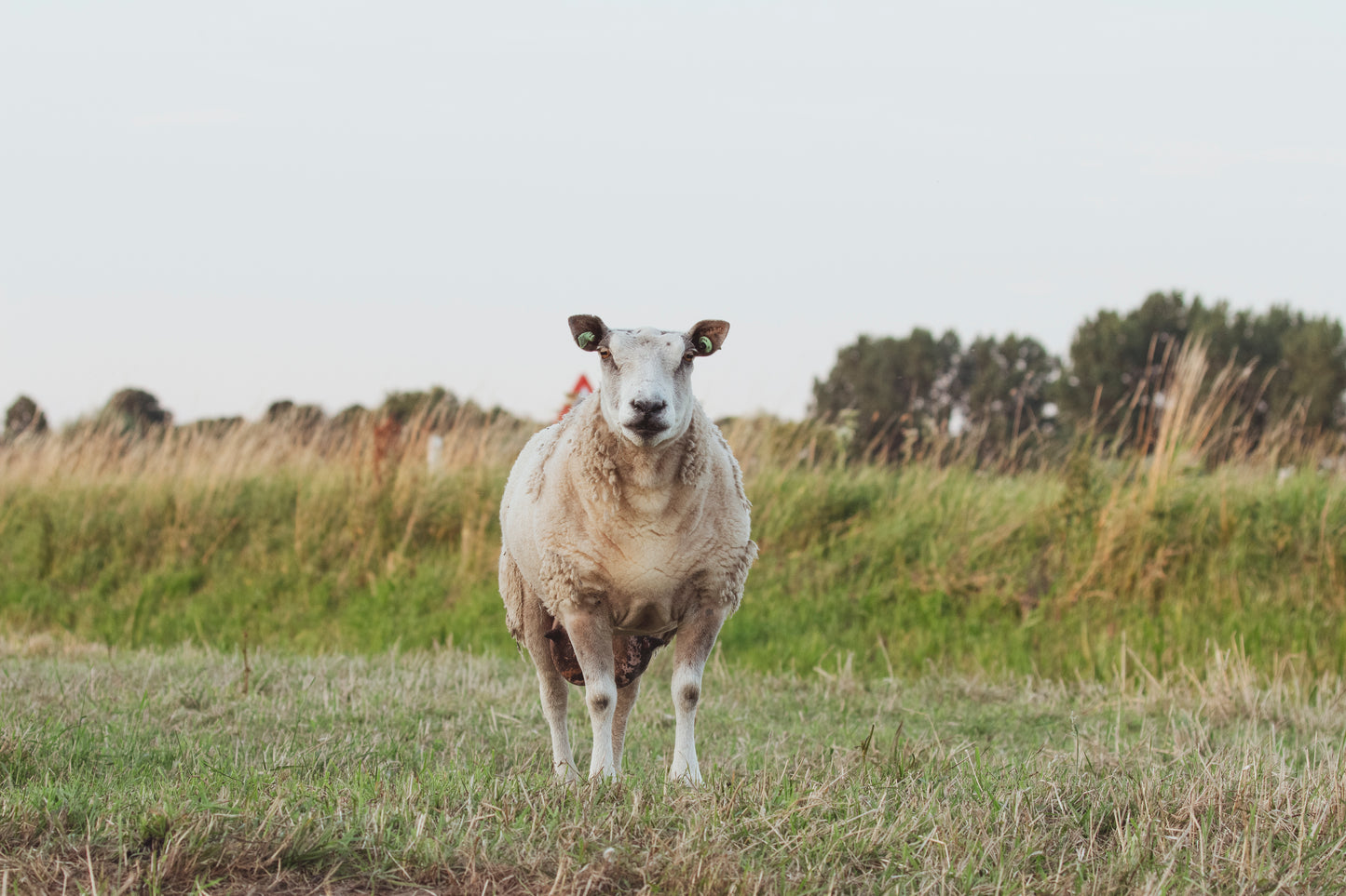Stock Photo Package Sheep Hoogmade