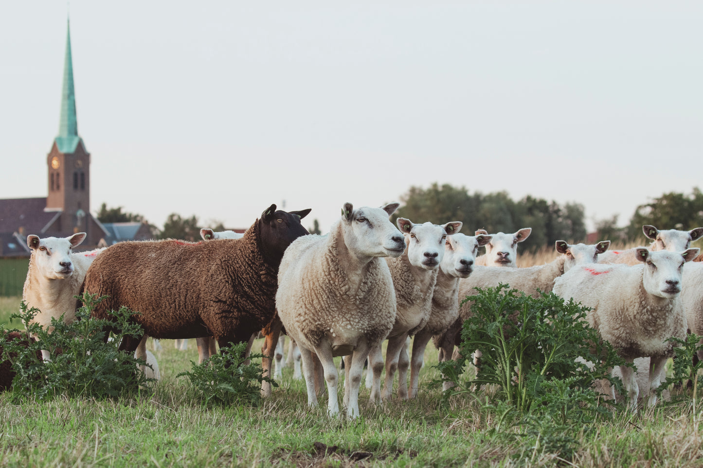 Stock Photo Package Sheep Hoogmade