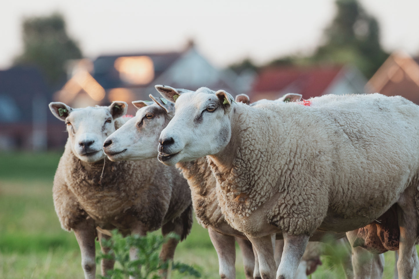 Stock Photo Package Sheep Hoogmade