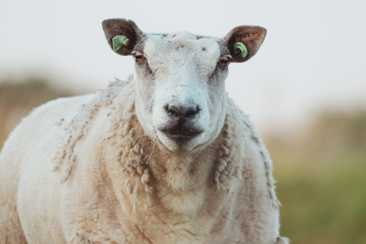 Stock Photo Package Sheep Hoogmade