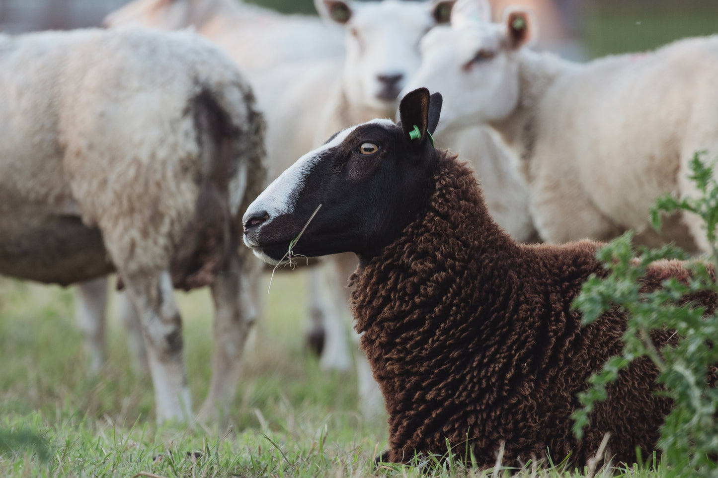 Stock Photo Package Sheep Hoogmade