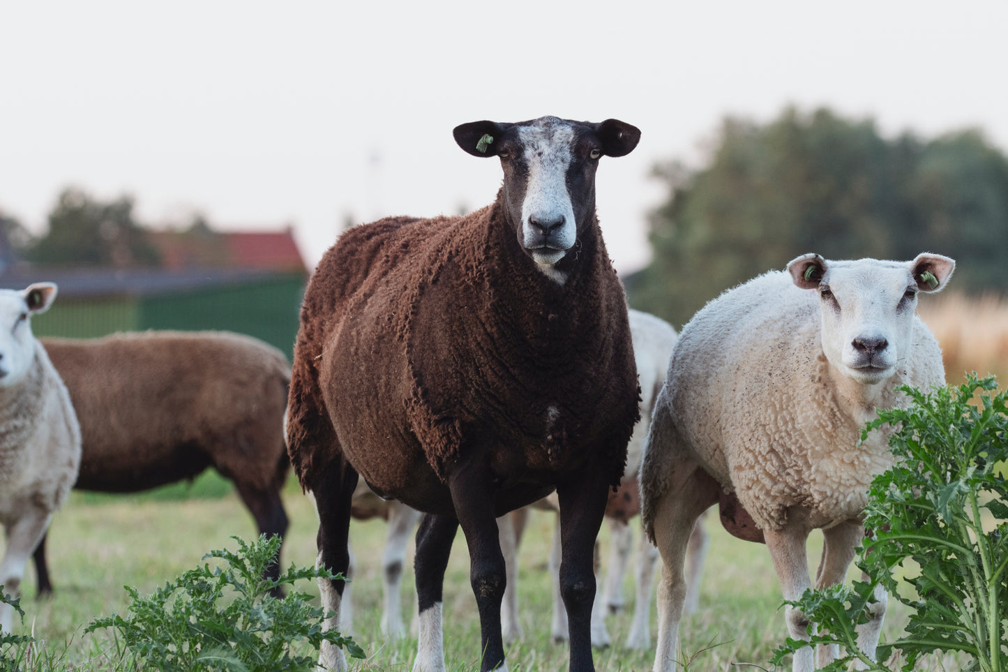 Stock Photo Package Sheep Hoogmade