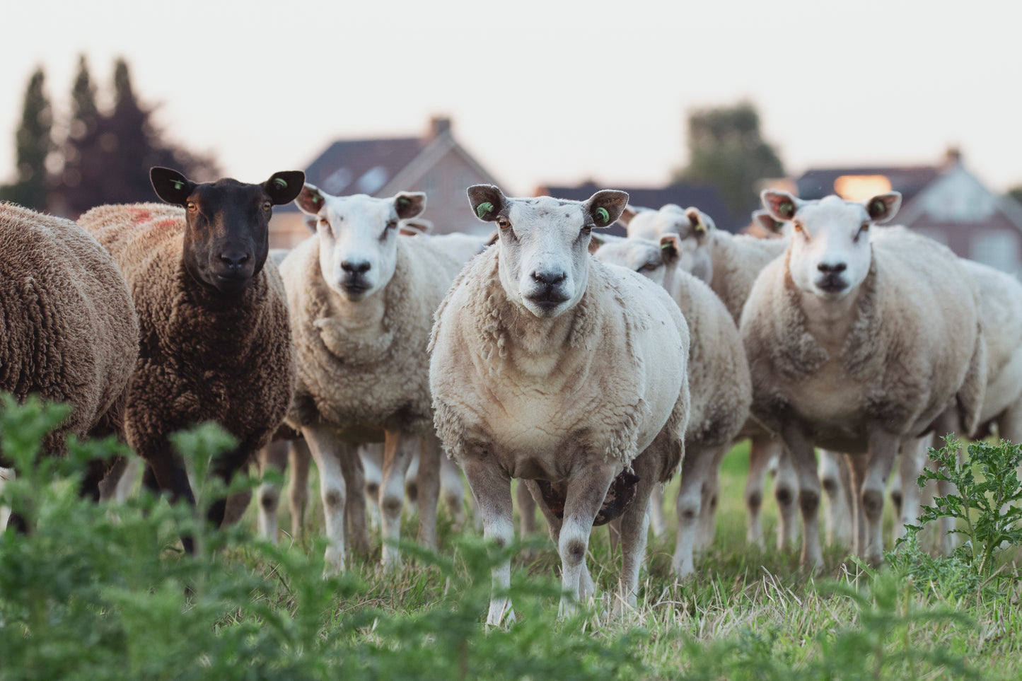 Stock Photo Package Sheep Hoogmade