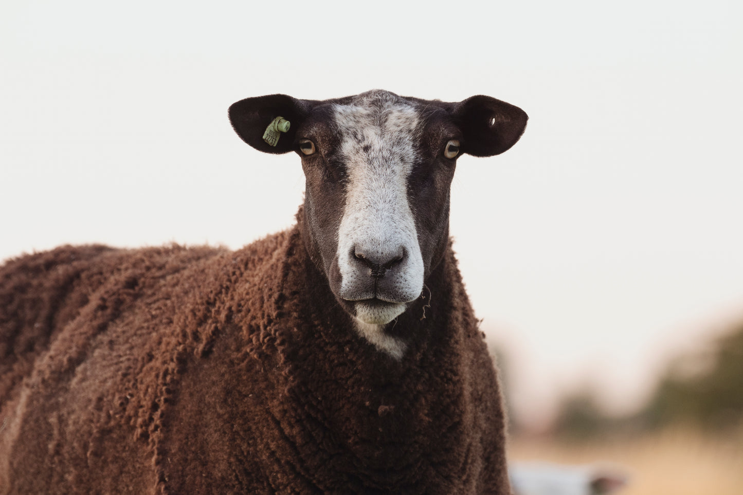 Stock Photo Package Sheep Hoogmade