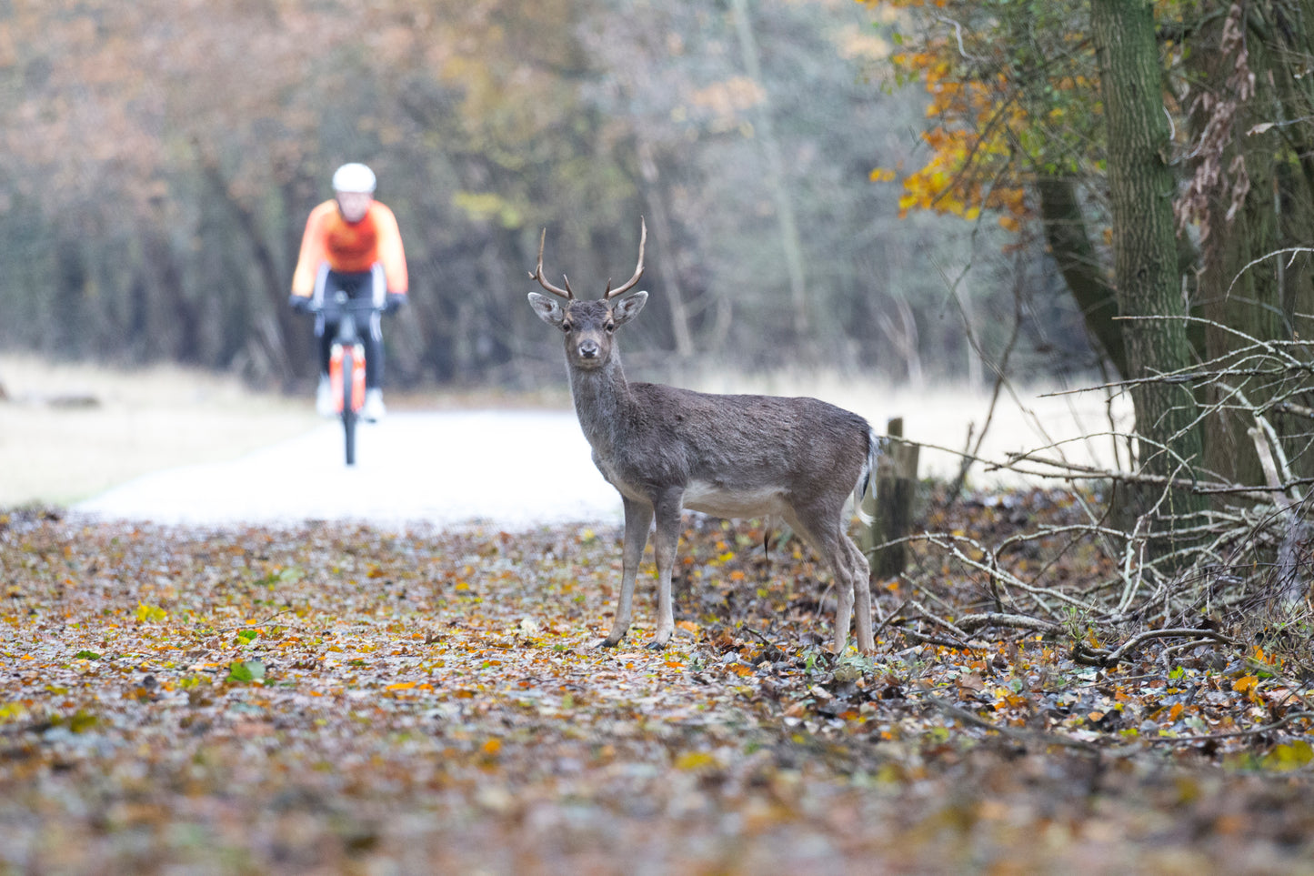 Stock Photo Package Fallow Deers in the Dunes