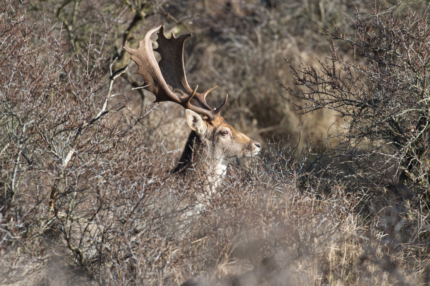 Stock Photo Package Fallow Deers in the Dunes