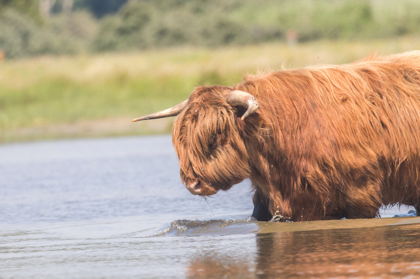 Stock Photo Package Highland Cows in the Dunes