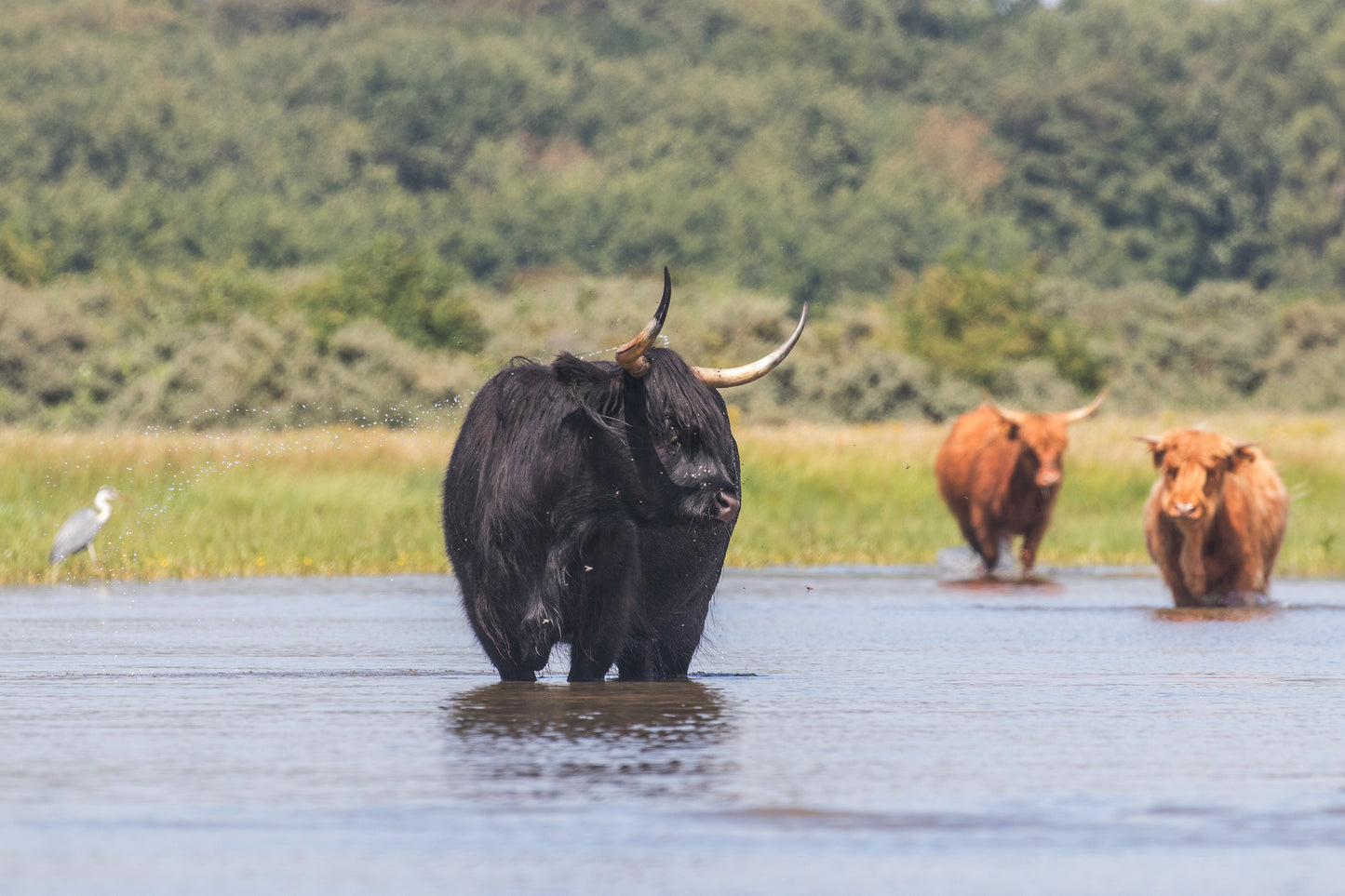 Stock Photo Package Highland Cows in the Dunes