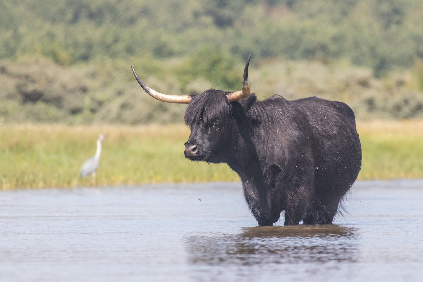 Stock Photo Package Highland Cows in the Dunes