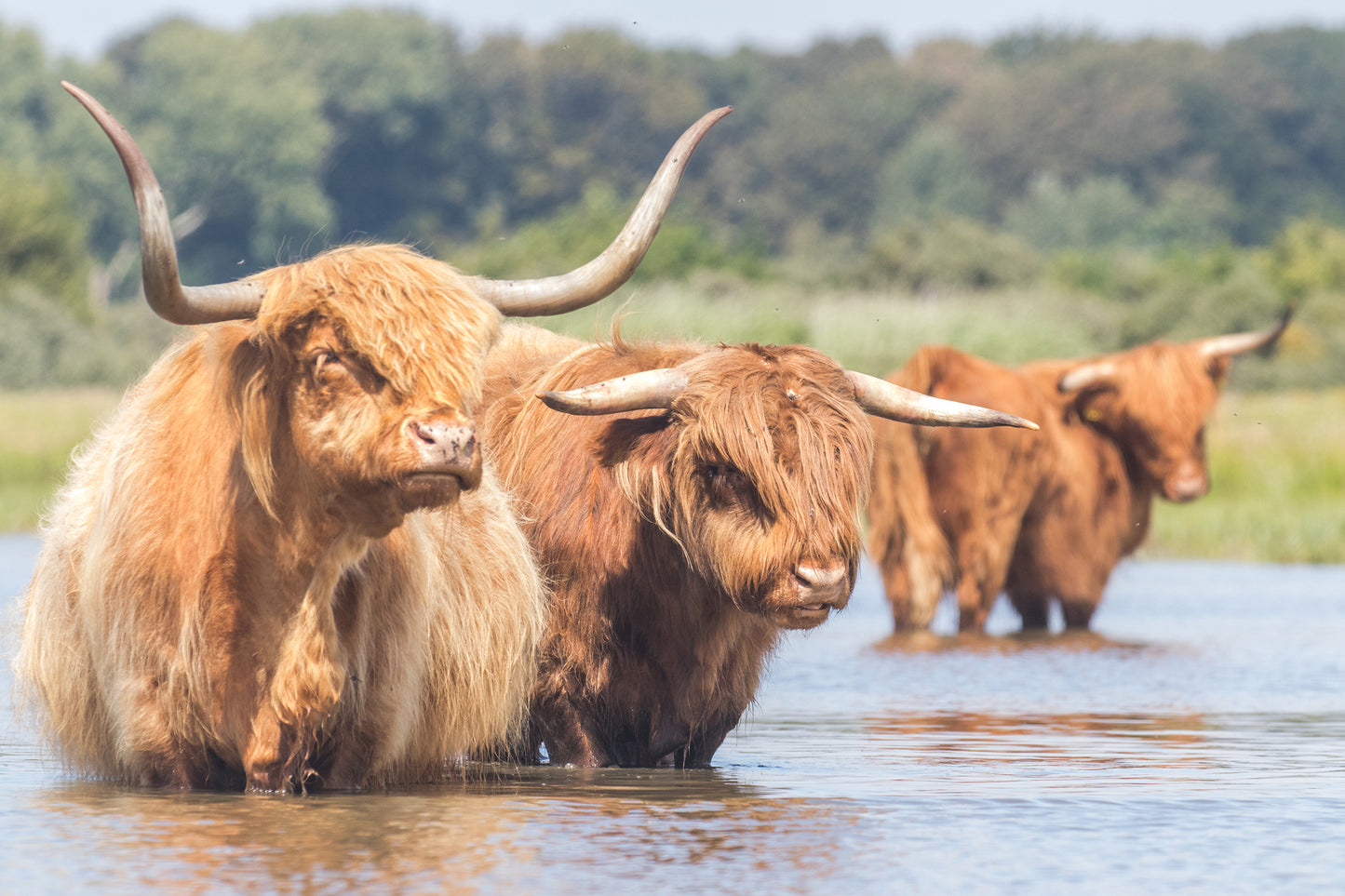 Stock Photo Package Highland Cows in the Dunes