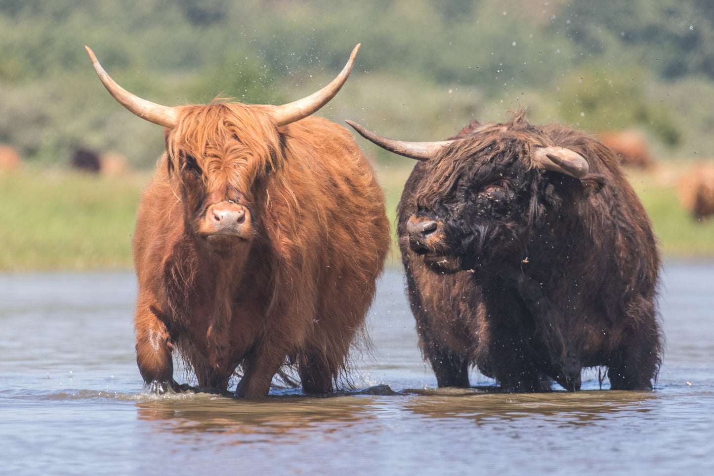Stock Photo Package Highland Cows in the Dunes