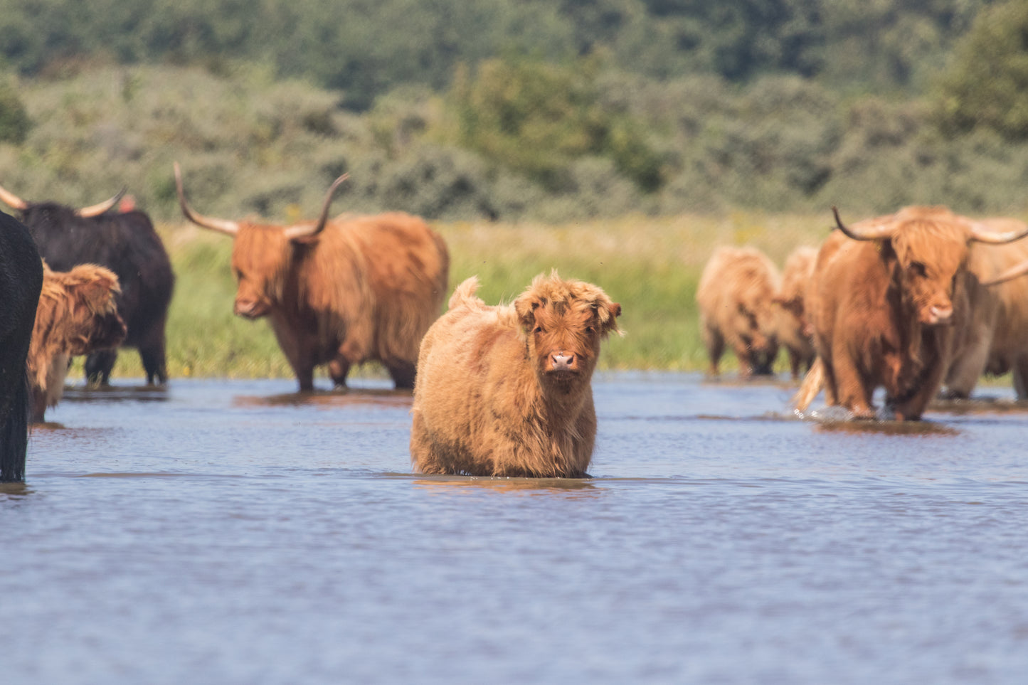 Stock Photo Package Highland Cows in the Dunes