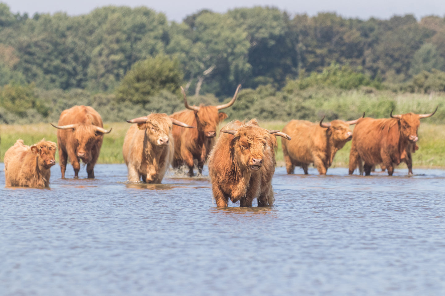 Stock Photo Package Highland Cows in the Dunes