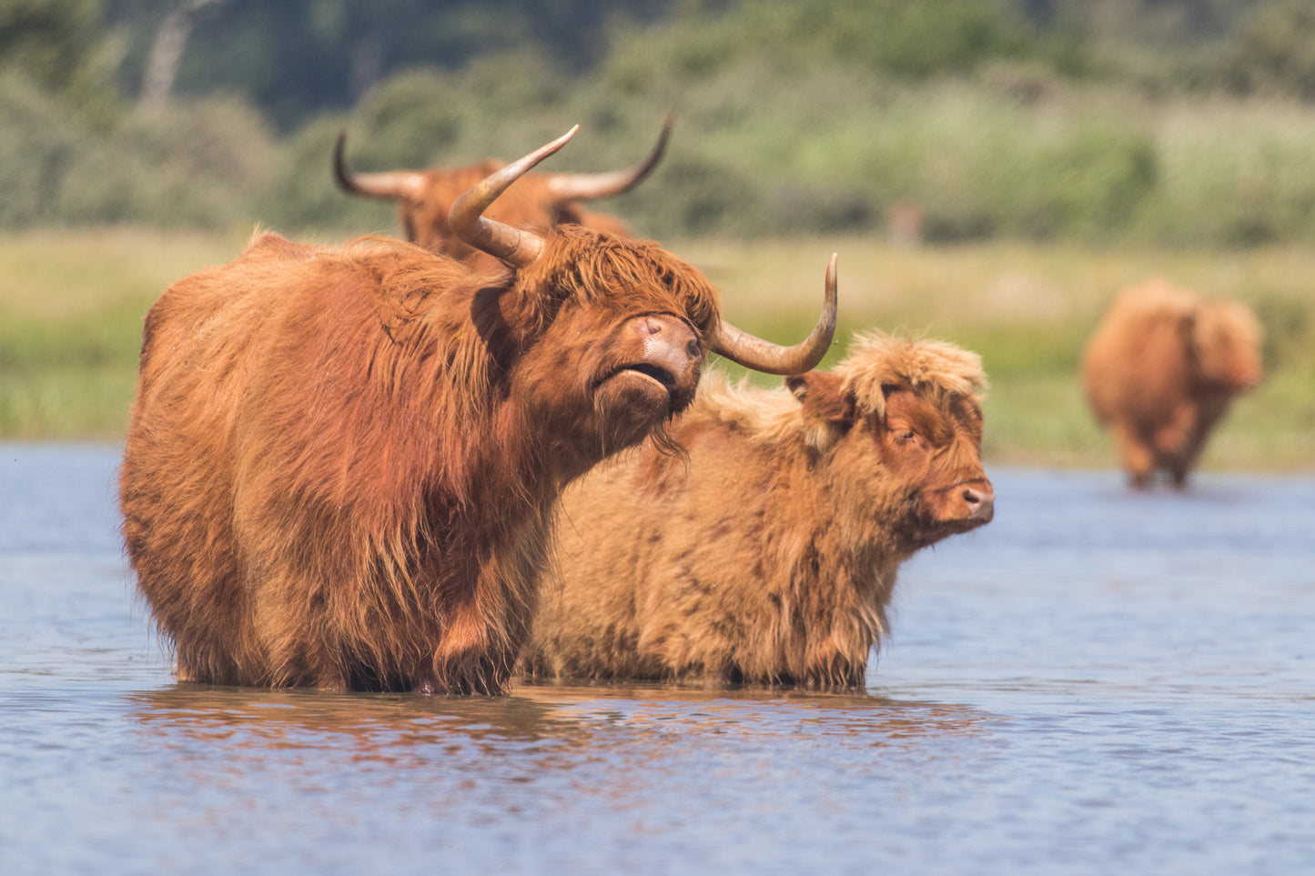Stock Photo Package Highland Cows in the Dunes