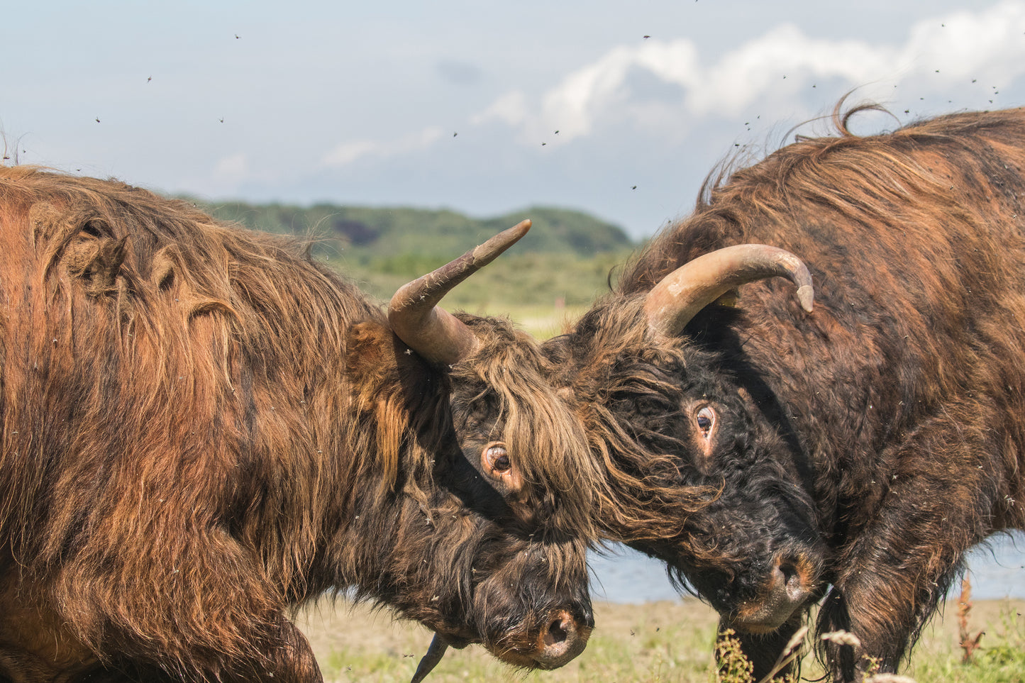 Stock Photo Package Highland Cows in the Dunes
