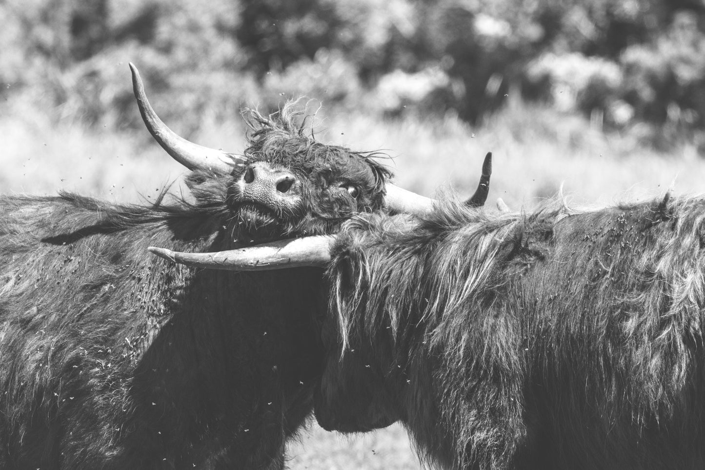 Stock Photo Package Highland Cows in the Dunes