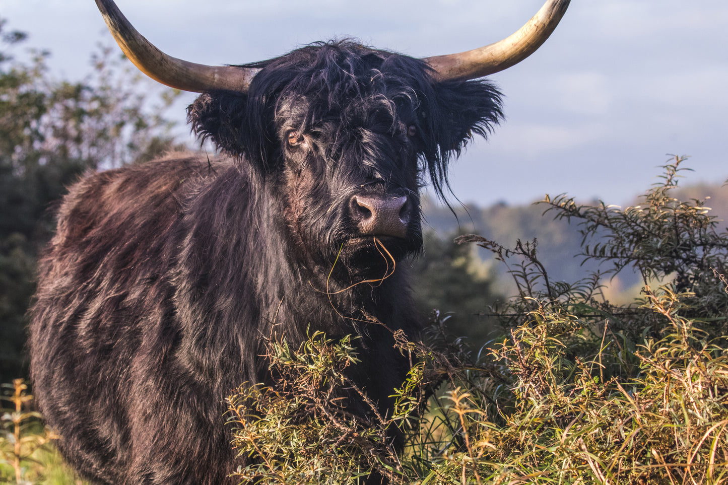 Stock Photo Package Highland Cows in the Dunes