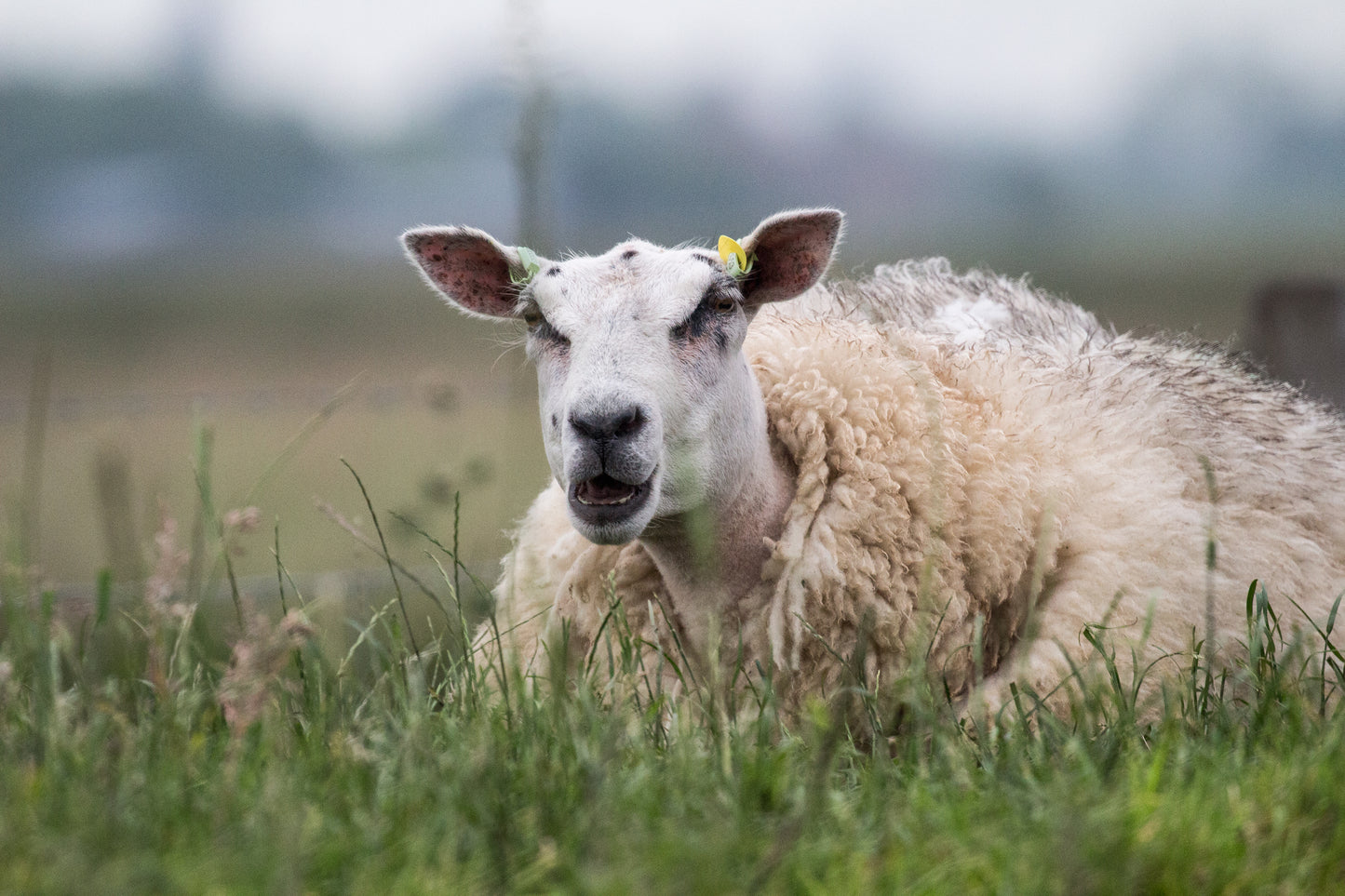 Stock Photo Package Sheep Hoogmade