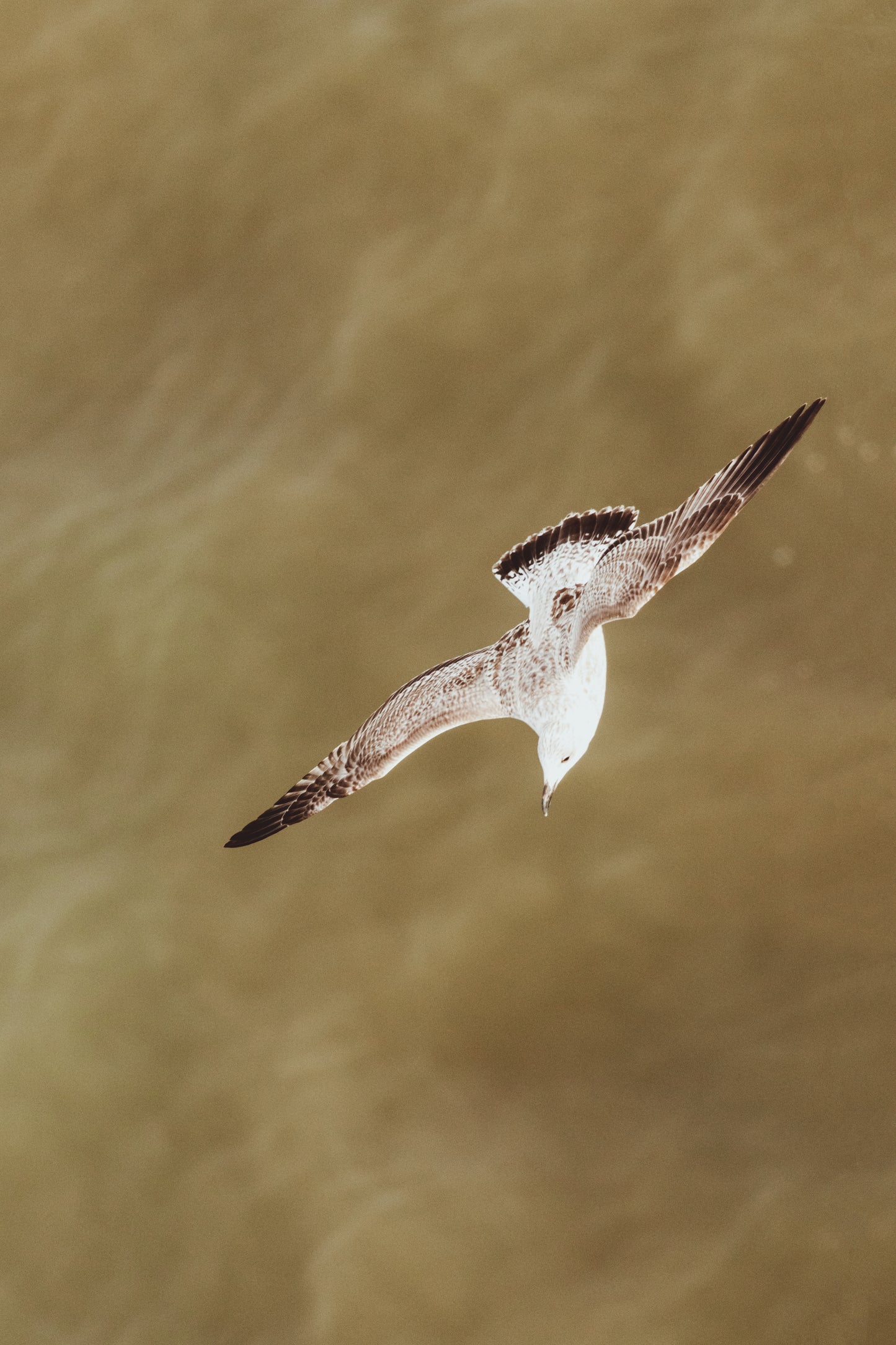 Stock Photo Package Scheveningen Beach City