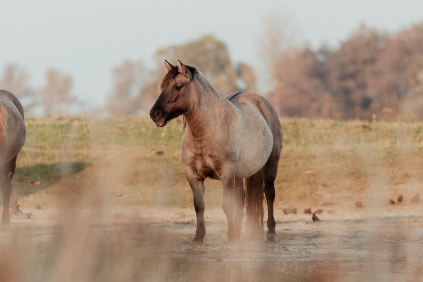 Stock Photo Package Konik Horse Solo