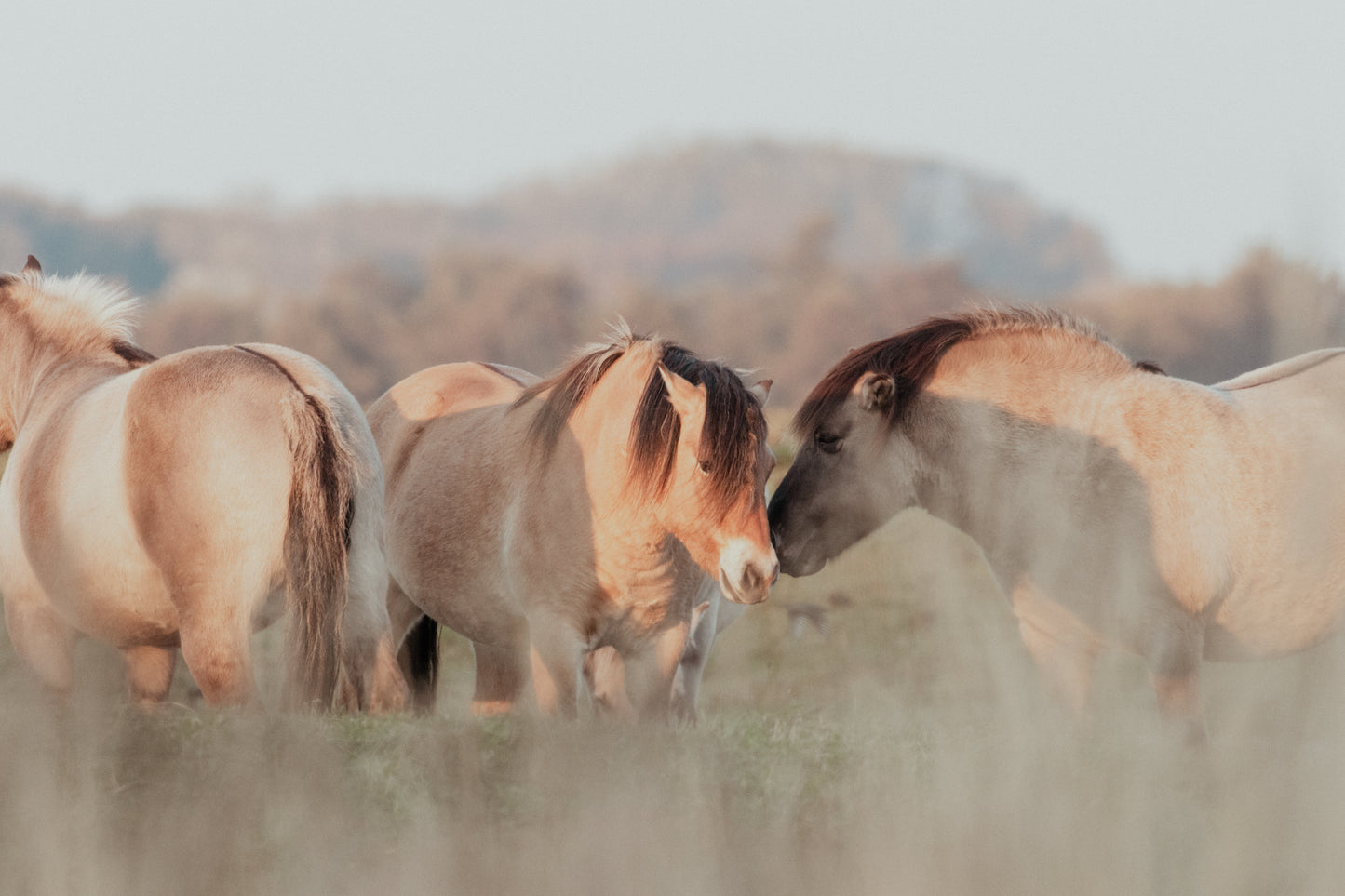 Stock Photo Package Konik Horse Herd