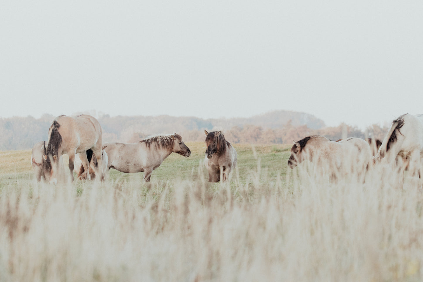 Stock Photo Package Konik Horse Herd
