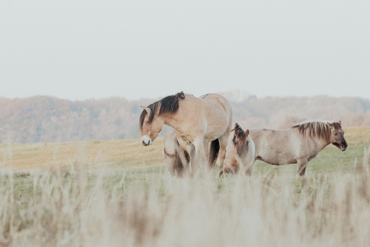 Stock Photo Package Konik Horse Herd