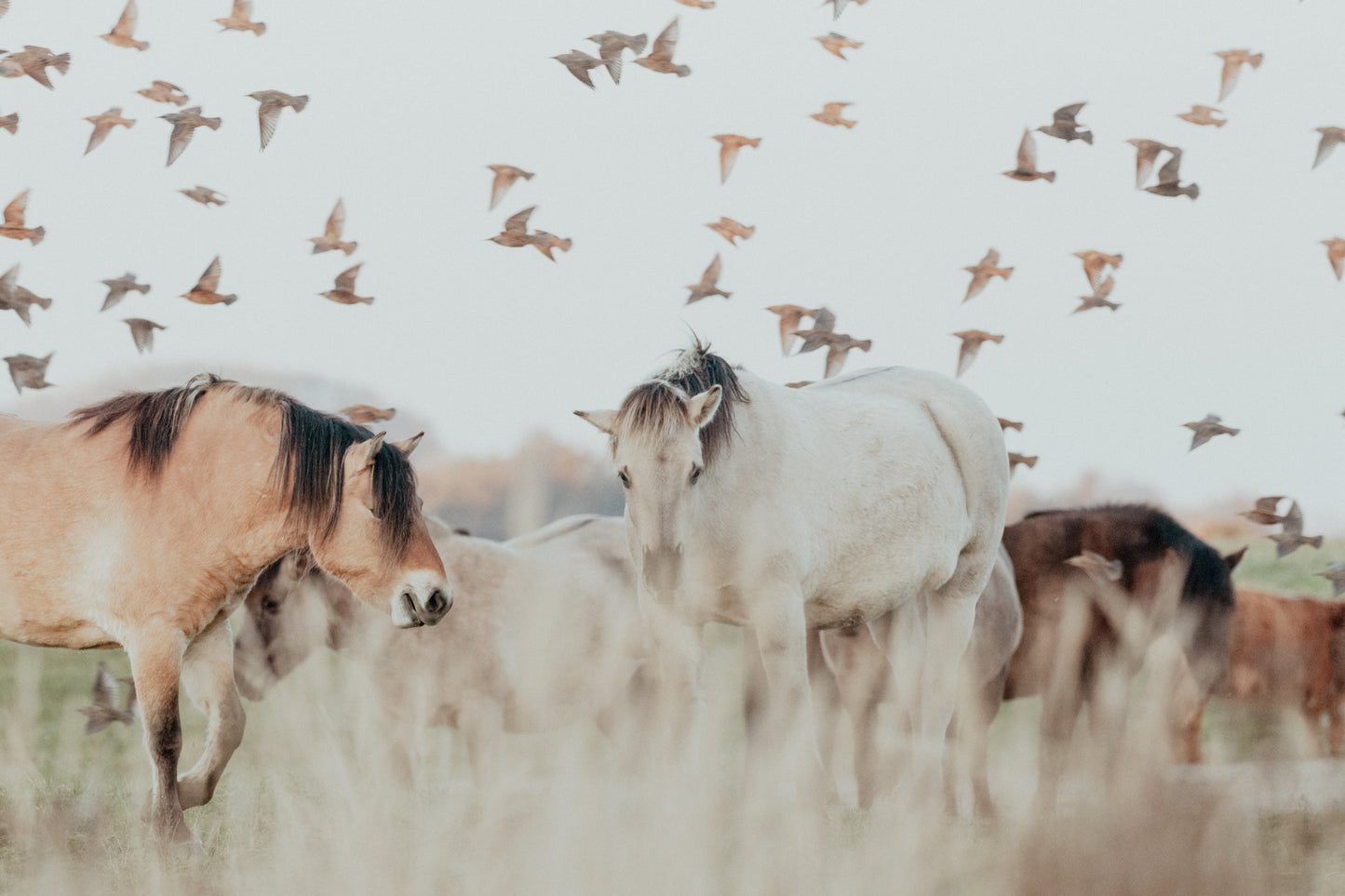Stock Photo Package Konik Horse Herd