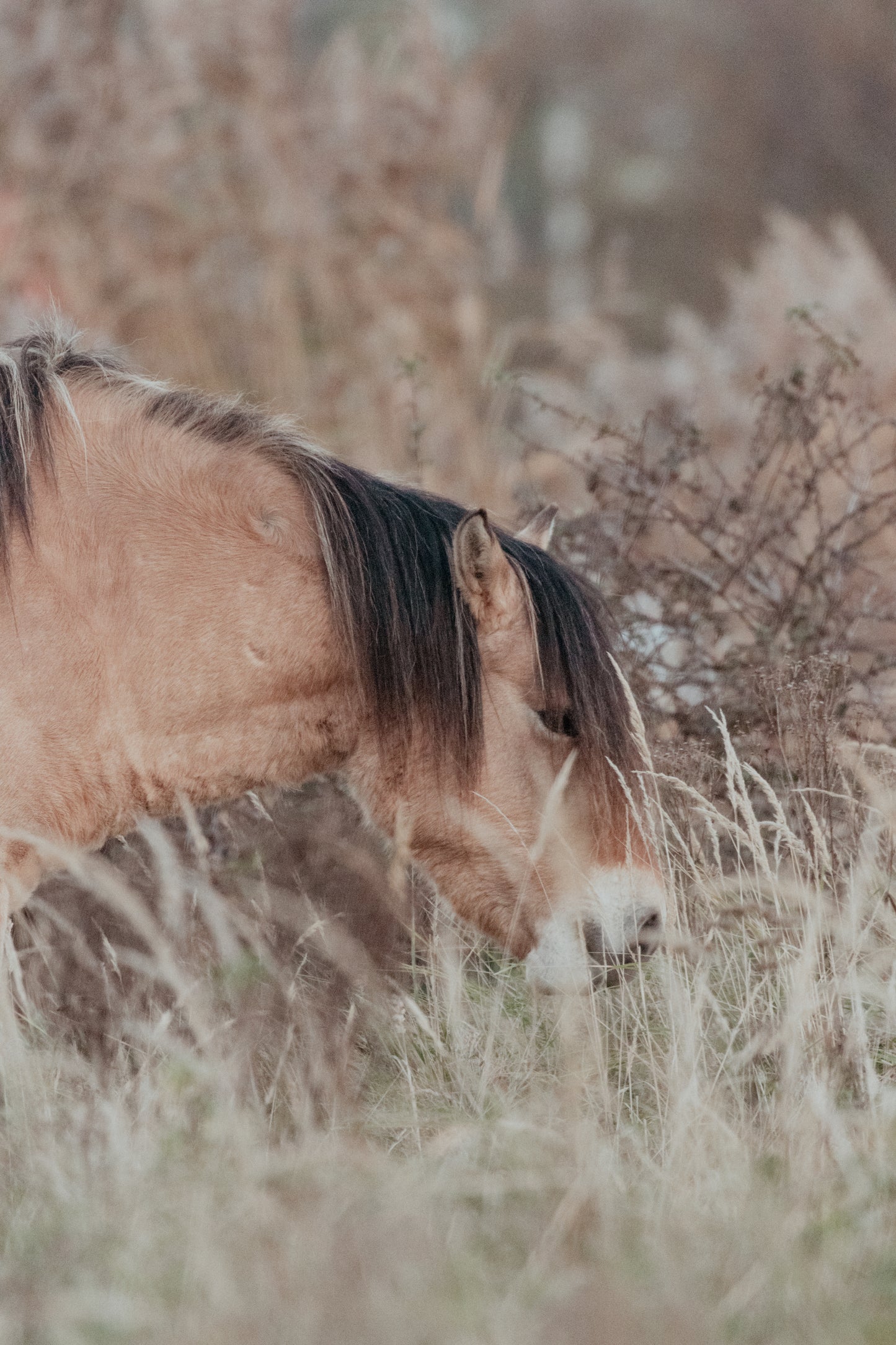 Stock Photo Package Konik Horse Solo