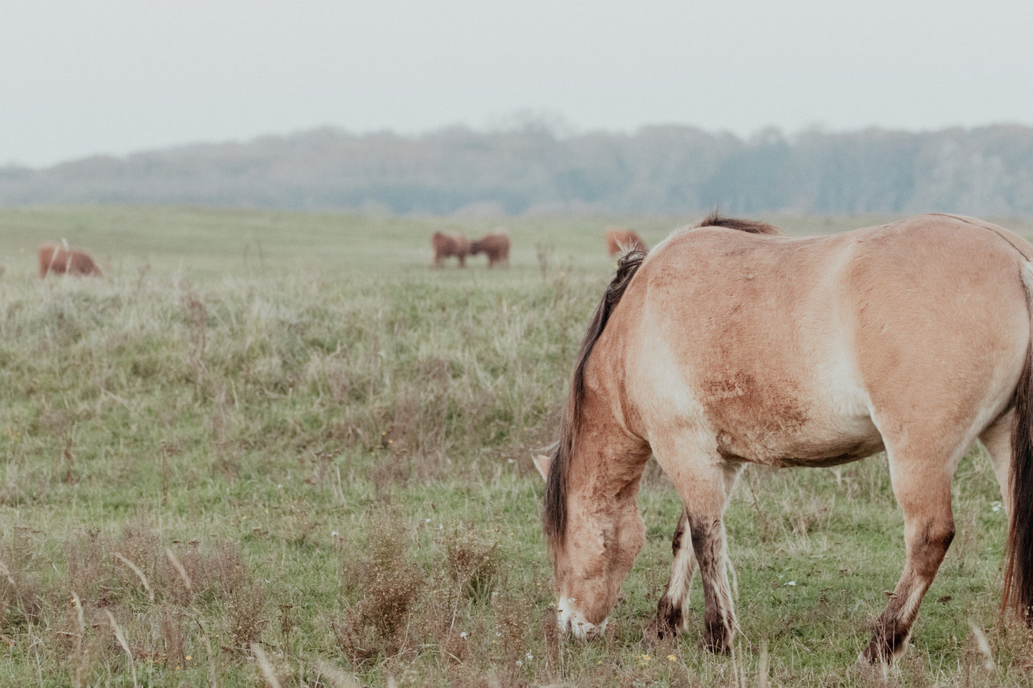 Stock Photo Package Konik Horse Solo