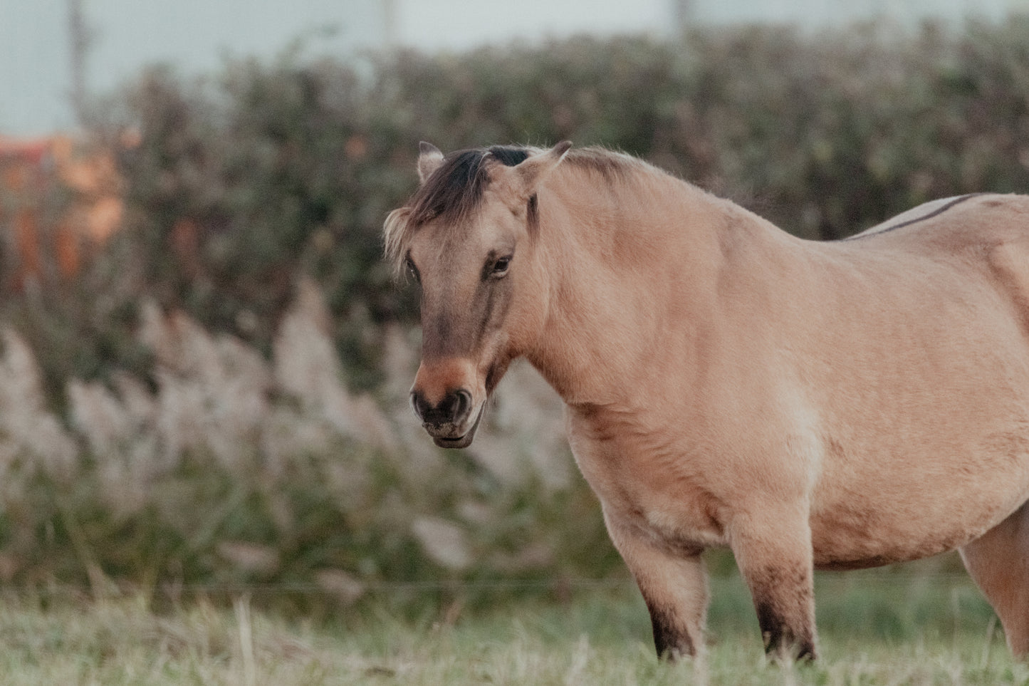 Stock Photo Package Konik Horse Solo